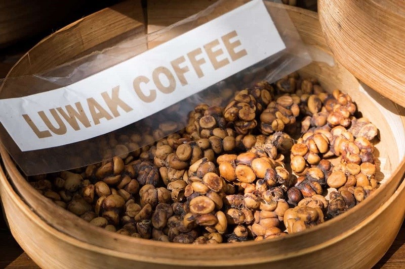 Cà phê chồn là gì? Nguồn gốc quá trình và giá cà phê chồn trên thị trường