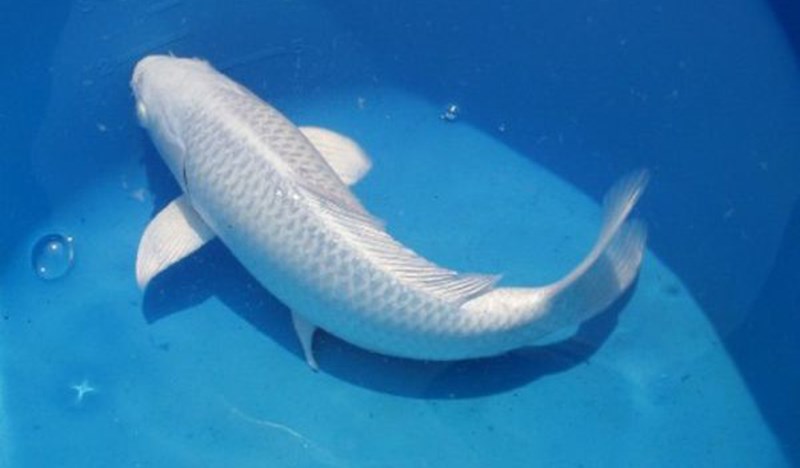 C&aacute; ch&eacute;p trắng