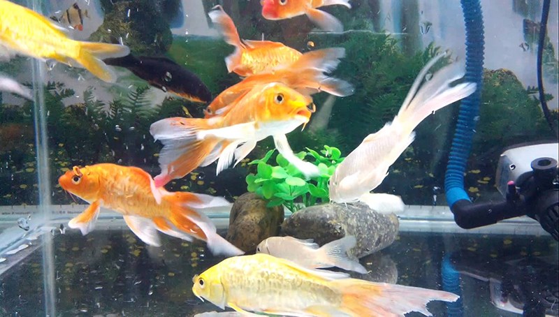 C&aacute; ch&eacute;p vẩy rồng