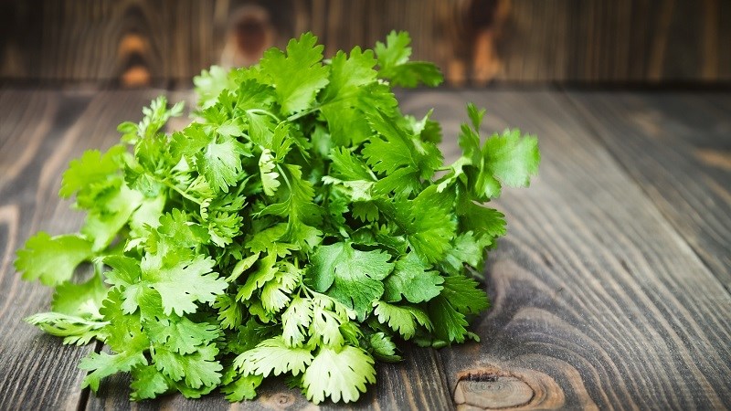 Đặc điểm rau mùi ta (cilantro)