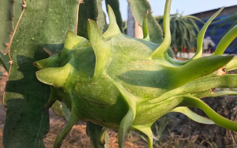 Thanh long da xanh ruột trắng