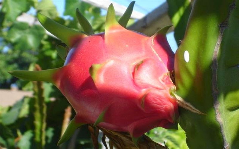 Bảo quản thanh long bằng c&aacute;ch xử l&yacute; lạnh