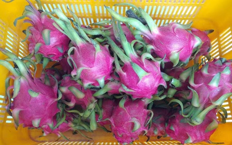 C&aacute;ch bảo quản thanh long tươi l&acirc;u