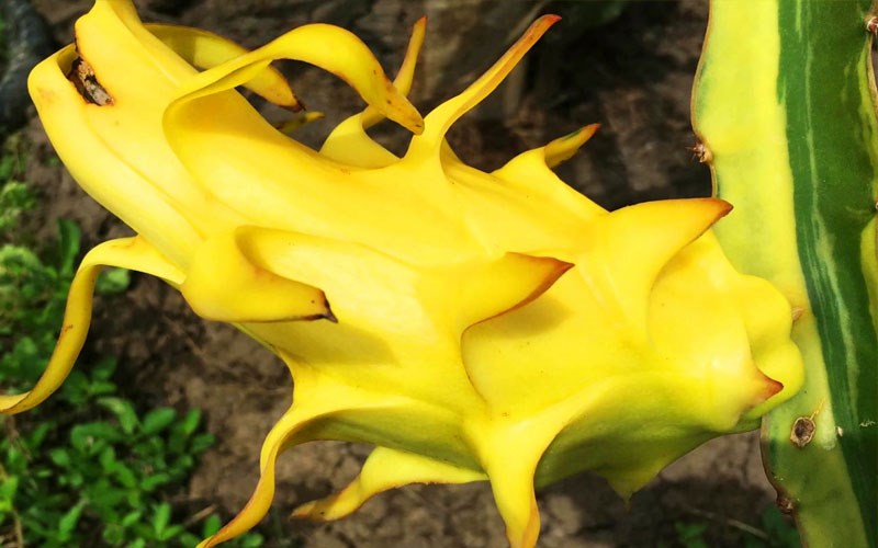 Thanh long đột biến