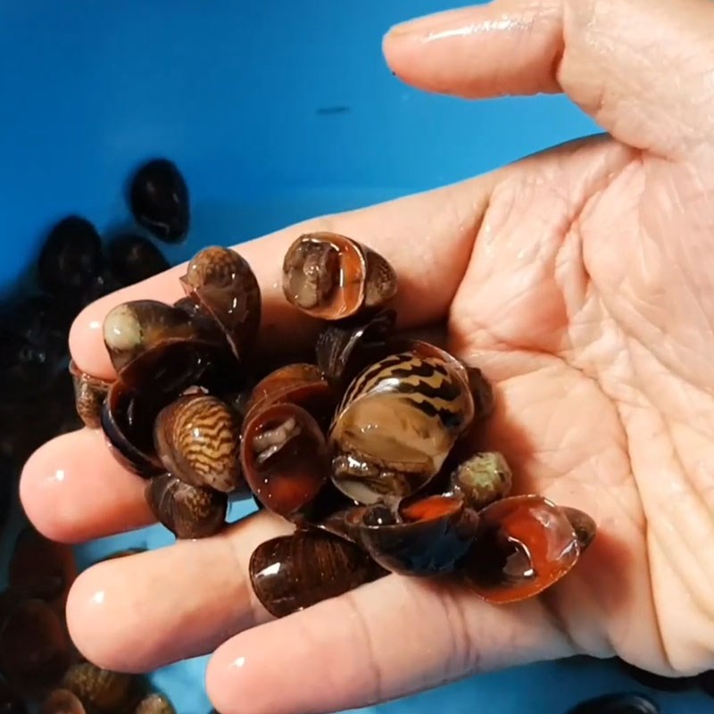 Cách 1 Sơ chế ốc dừa Ốc dừa xào bơ
