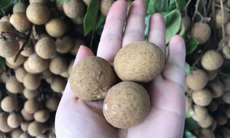Nhãn lồng Hưng Yên