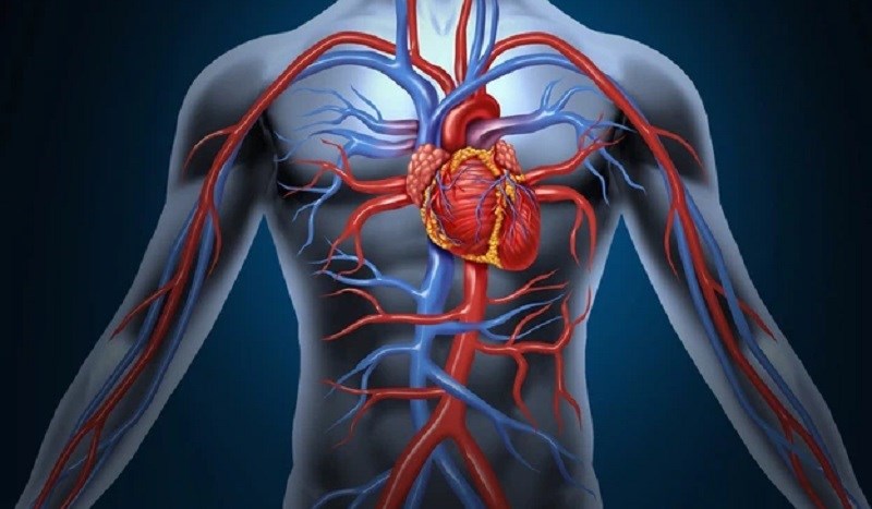 Ăn nhãn góp cải thiện tuần hoàn máu