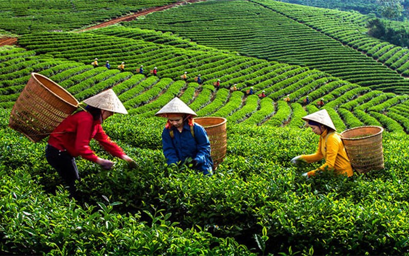 Trà đạo Việt Nam và nghệ thuật pha trà, uống trà độc đáo