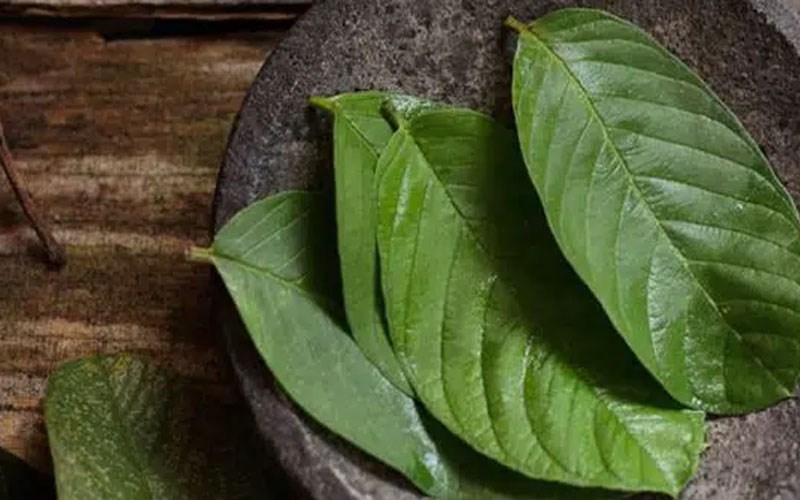 Công dụng của lá ổi