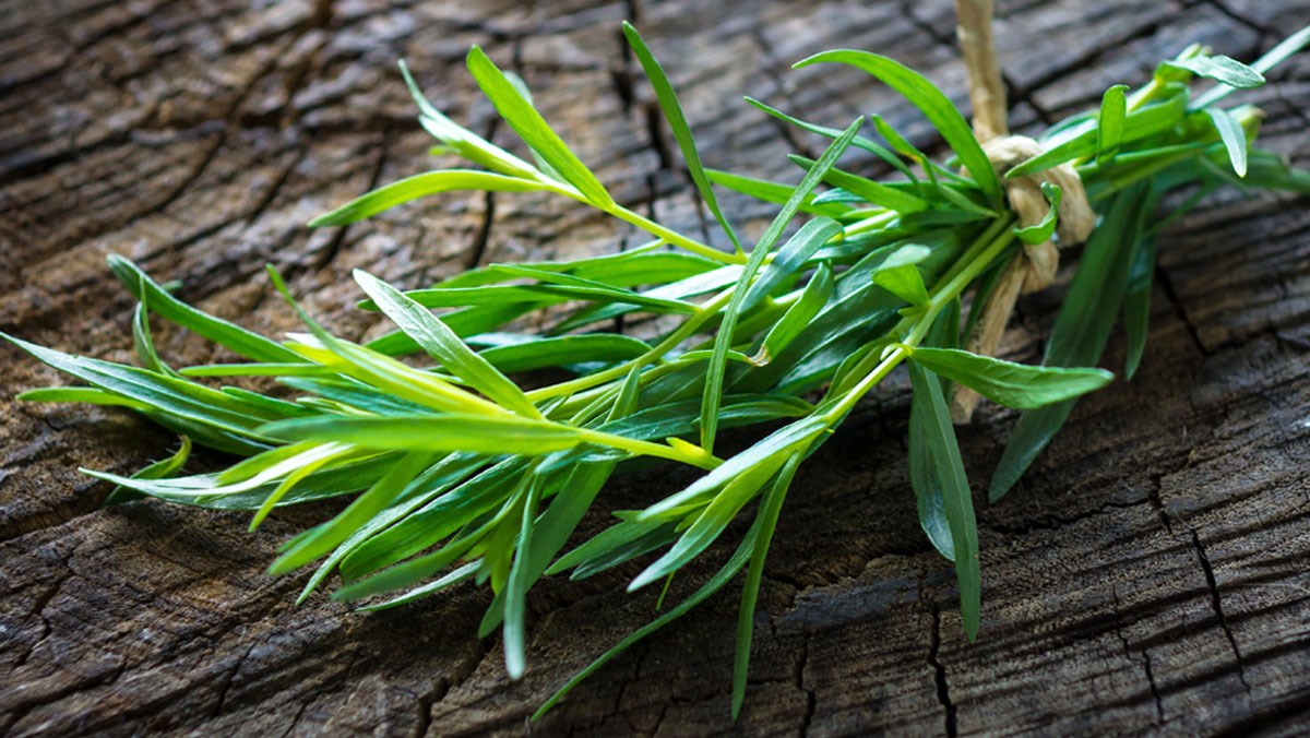 Tarragon là gì? Dinh dưỡng, công dụng của tarragon