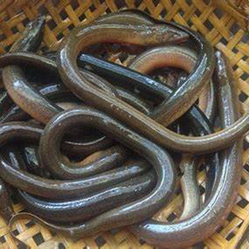 Bước 1 Sơ chế lươn và chuối xanh Lươn kho chuối xanh