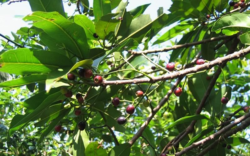 Cây vối là các loại cây thân mộc, xuất hiện thêm tại nhiều chỗ