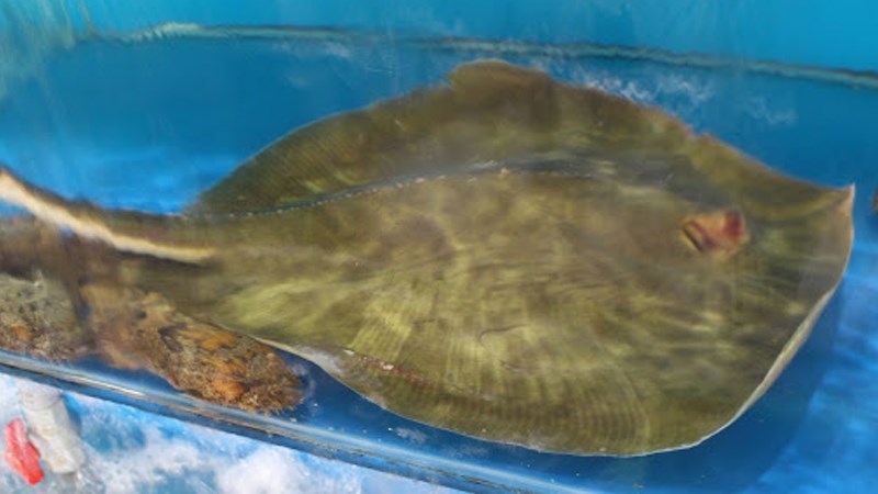 cá đuối