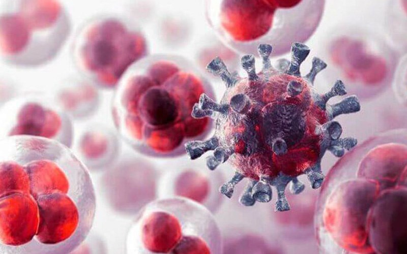 Nấm linh chi thể hiện đặc tính chống ung thư