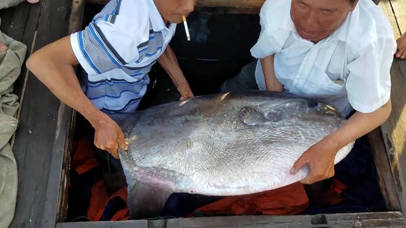 cá mặt trăng
