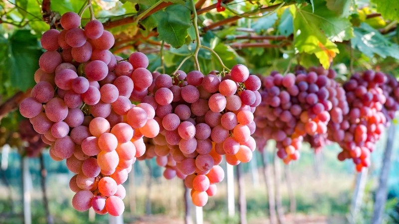 Quả nho tốt cho gan