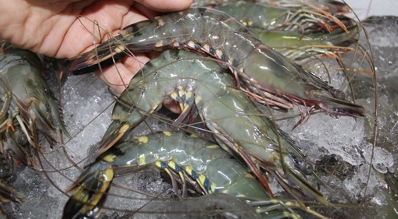 Làm bột canh từ tôm