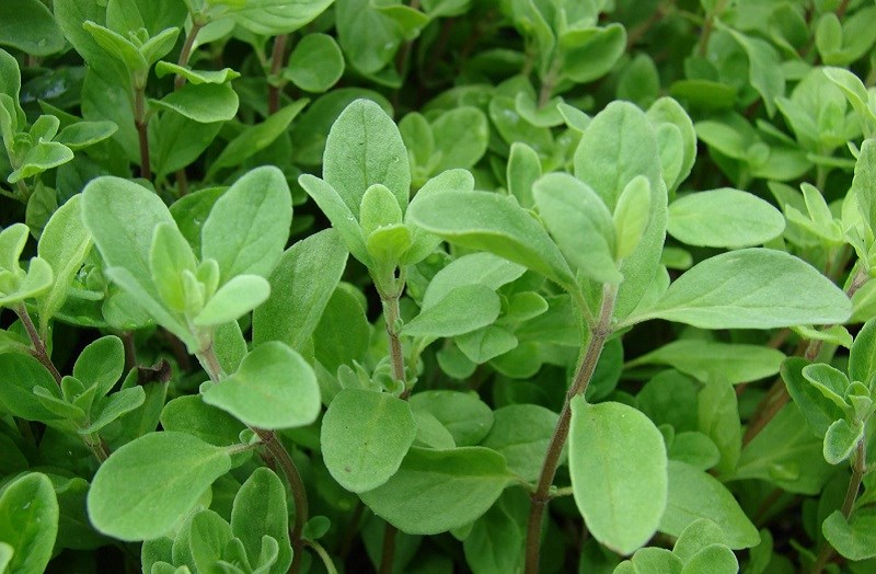 Marjoram là gì?