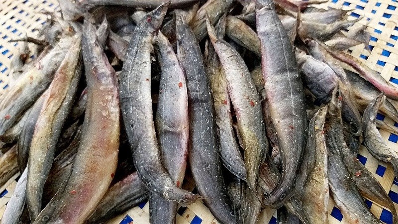 Khô cá chạch