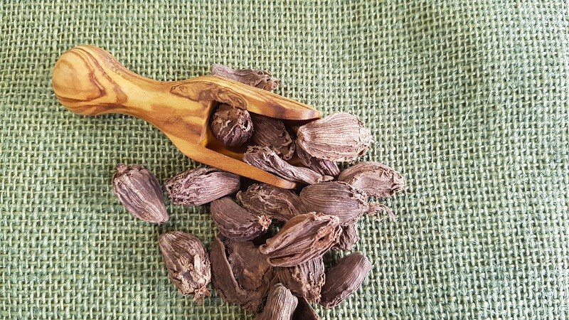 Mua thảo trái sinh sống đâu? Giá bao nhiêu?