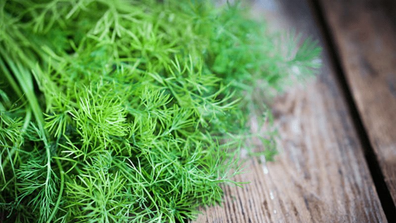 Thì là tốt cho dạ dày