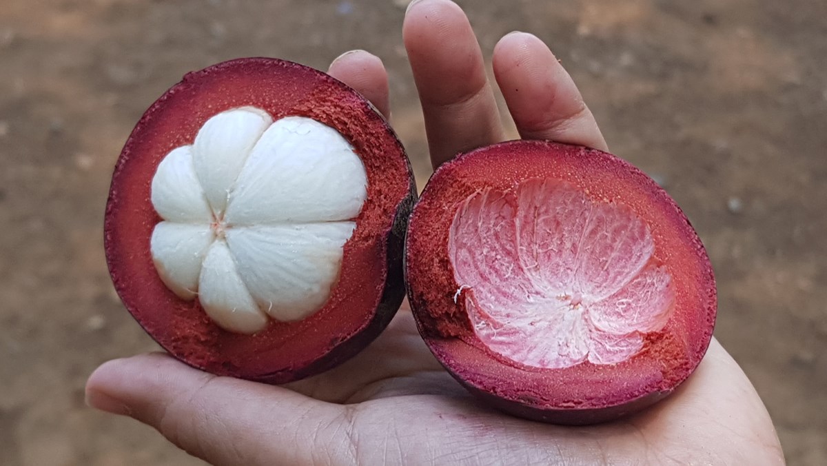 Vỏ măng cụt có tác dụng gì? Tác dụng từ vỏ măng cụt và lưu ý khi dùng