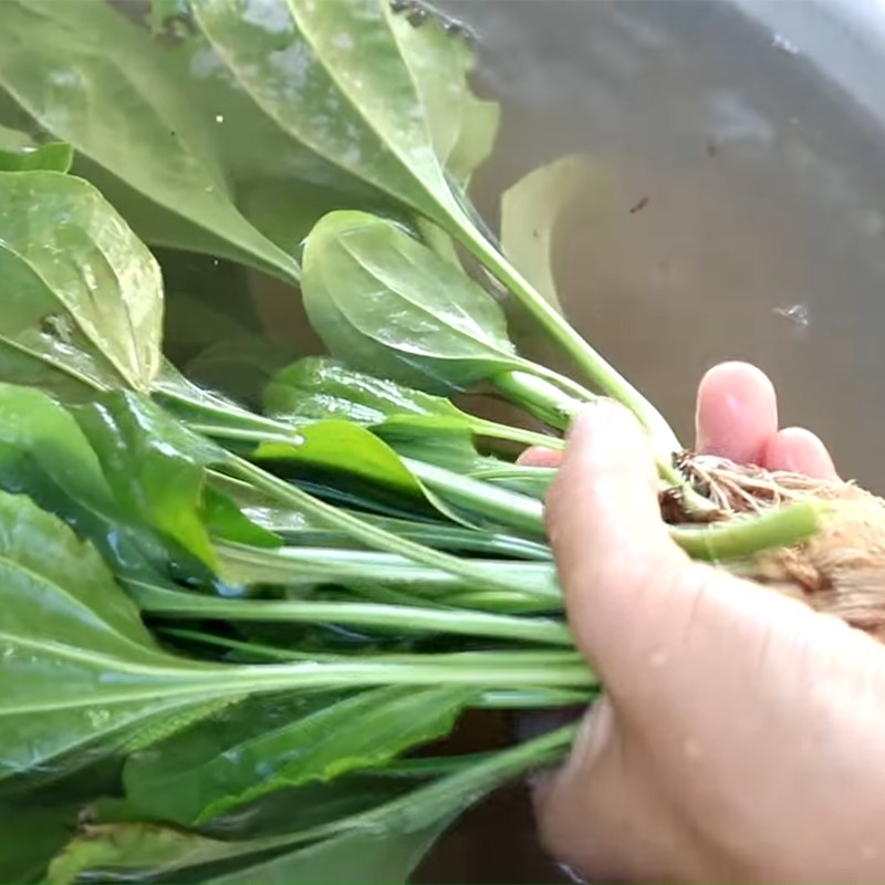 Sự thật về cây mã đề hỗ trợ điều trị chứng tiêu chảy