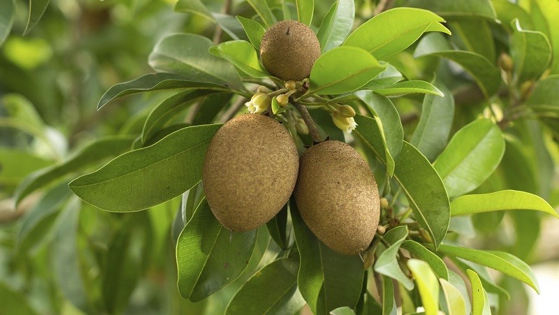 Đặc điểm cây hồng xiêm