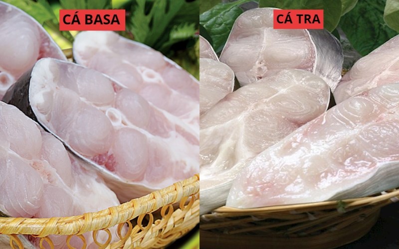 Cá tra, cá basa là cá gì? Cách phân biệt cá tra và cá basa