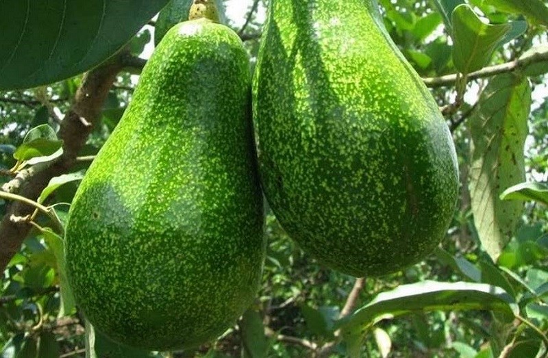 Bơ năm lóng là bơ gì?