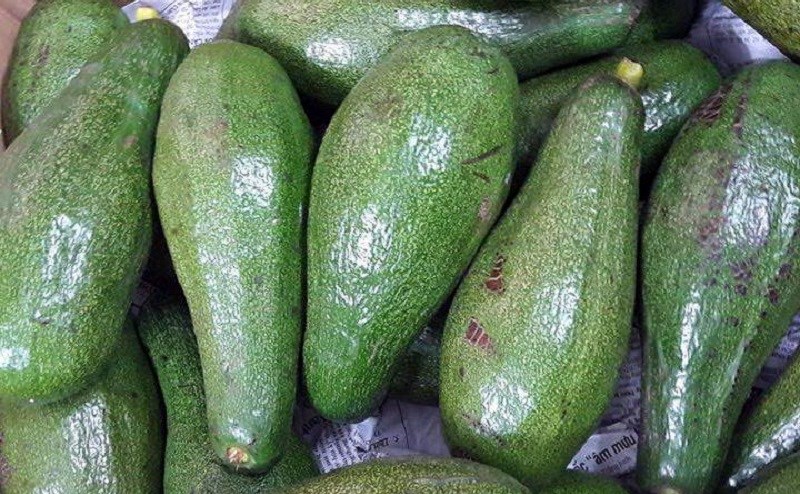 Bơ năm lóng mua ở đâu, giá bao nhiêu?