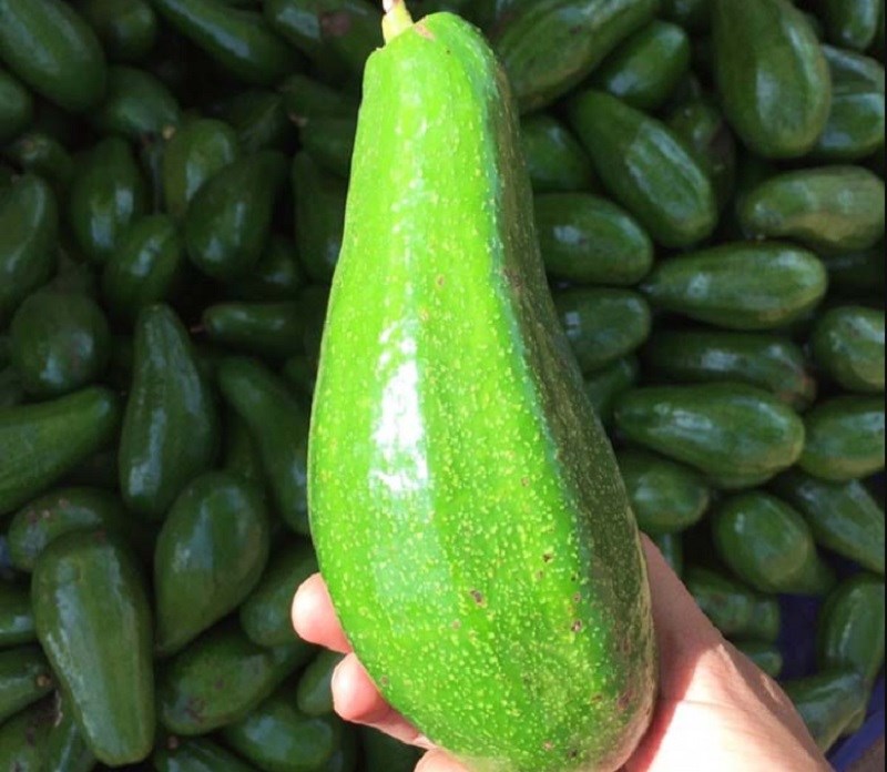 Cách chọn mua bơ năm lóng tươi ngon