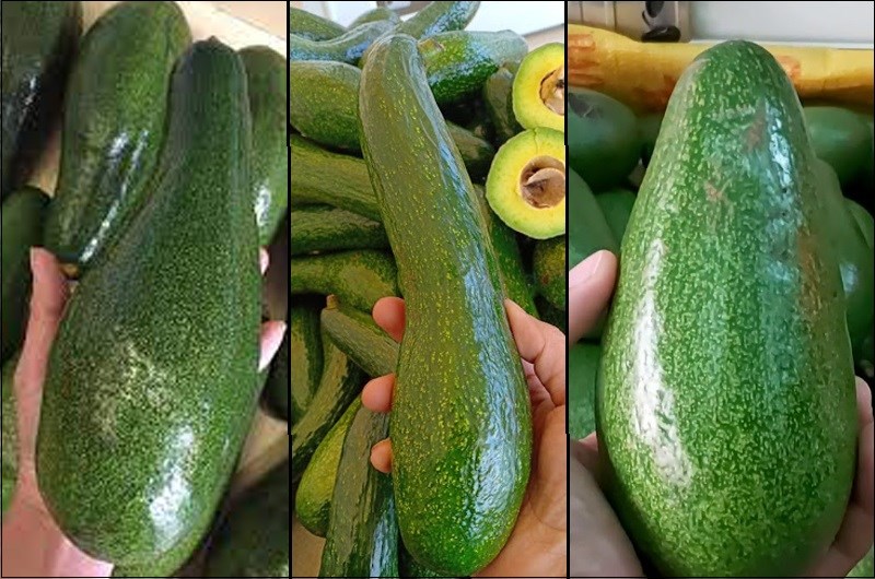 Phân biệt bơ năm lóng, bơ 034, bơ không tên