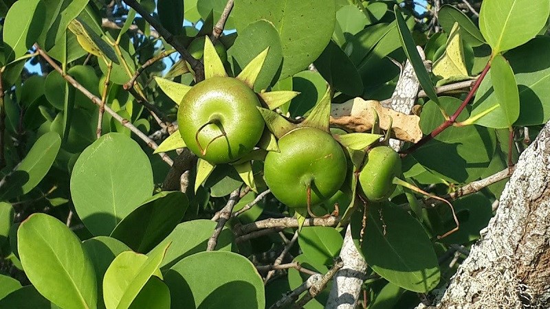 Trái bần là quả gì?