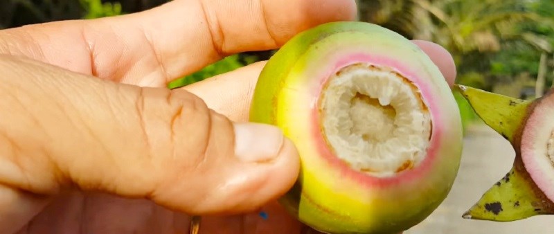 Trái bần là trái gì? Trái bần có mấy loại, nơi mua, ăn với gì ngon