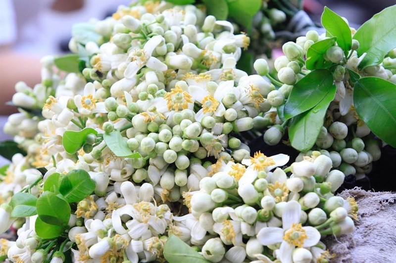 Nguyên liệu món ăn tinh dầu hoa bưởi