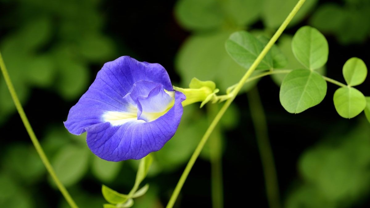 Tác dụng của hoa đậu biếc
