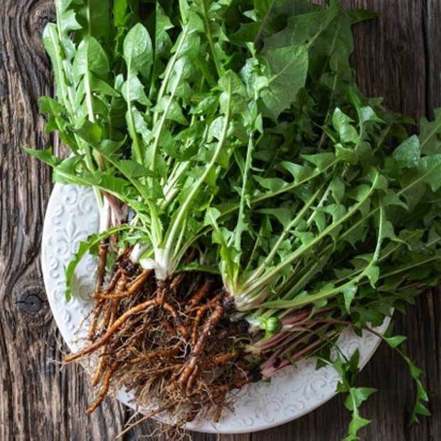Rễ người thương công anh có tác dụng g