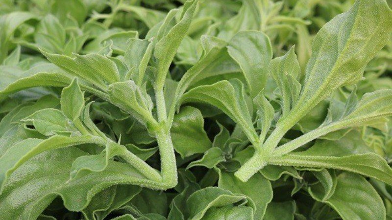 Rau b&ocirc;ng tuyết - rau kim cương l&agrave; g&igrave;?