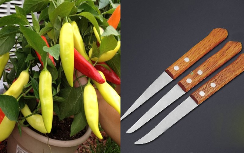 Nguy&ecirc;n liệu v&agrave; dụng cụ thực hiện tỉa hoa đồng tiền từ ớt