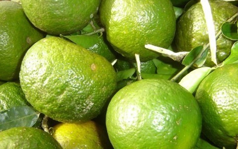 Chọn rất nhiều quả cam bao gồm màu tươi sáng