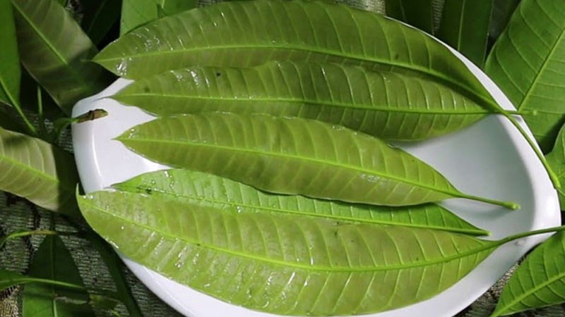 Thông tin về lá xoài