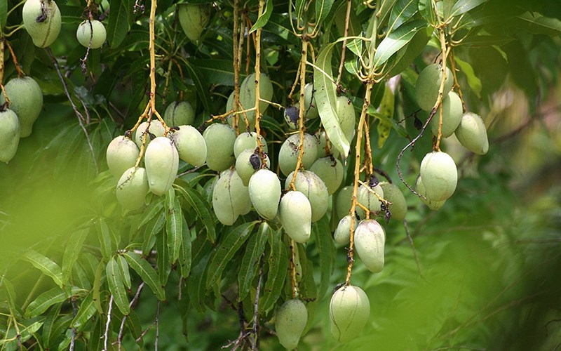 Trái cây miệt vườn