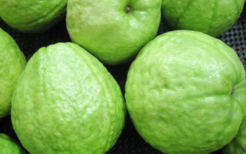 M&agrave;u sắc quả ổi tươi s&aacute;ng, xanh hơi ngả v&agrave;ng 