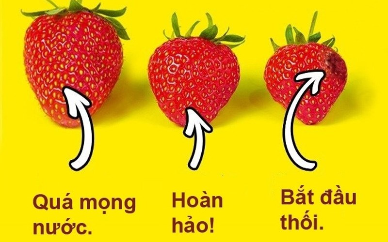 Chọn hình dáng quả to vừa phải, căng mọng