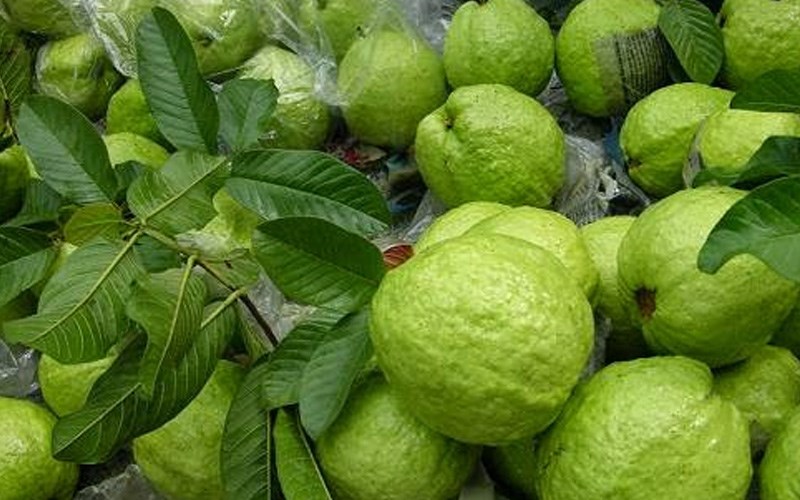 Cuống v&agrave; l&aacute; ổi