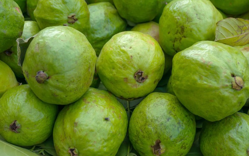 Rốn của quả ổi gi&atilde;n rộng l&agrave; ổi đ&atilde; ch&iacute;n 