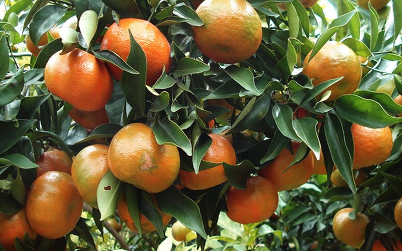 Cam có màu đỏ trộn tiến thưởng hoặc xen lẫn chút màu sắc xanh