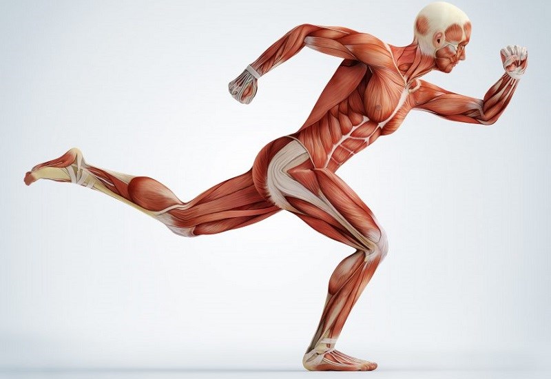 Các loại collagen trong cơ thể