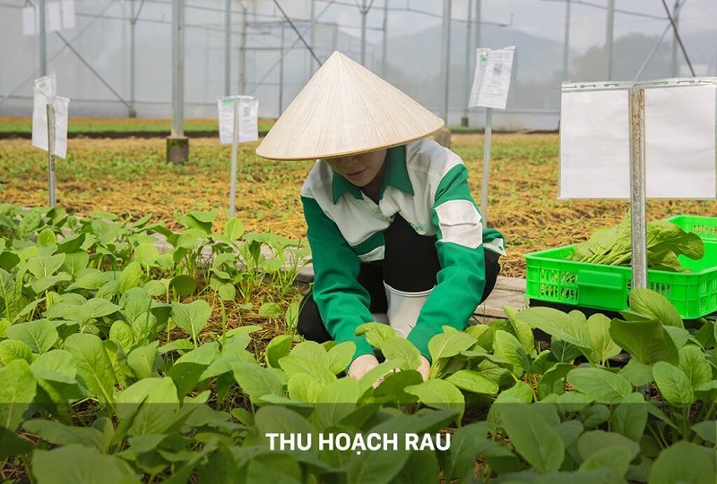 Chỉ tiêu về hình dáng rau an toàn